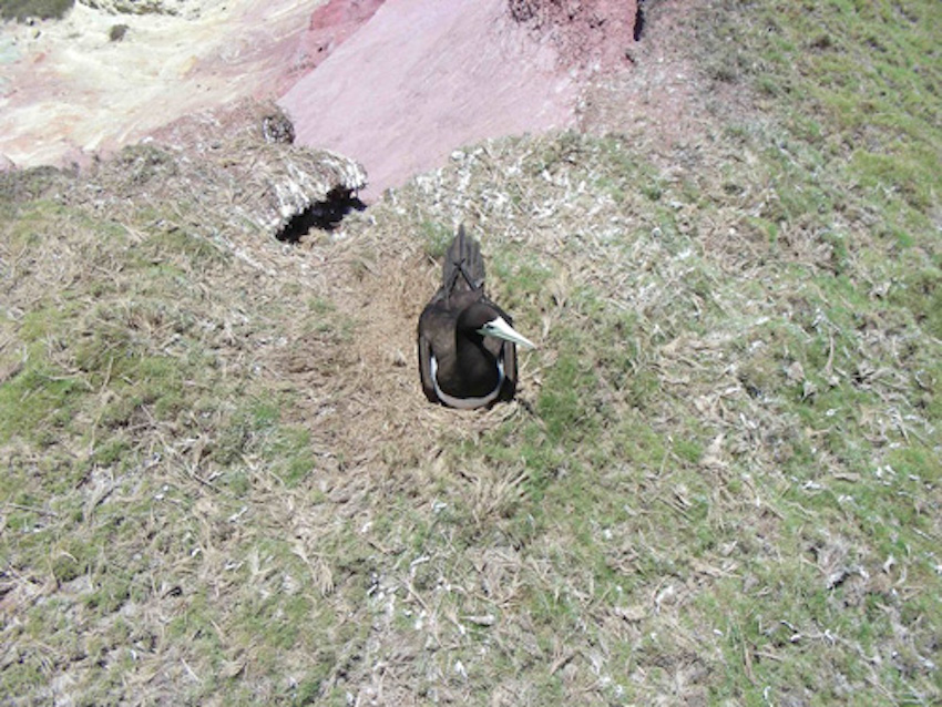 小笠原諸島を代表する海鳥であるカツオドリの巣