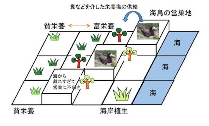 生態系モデルの概念図